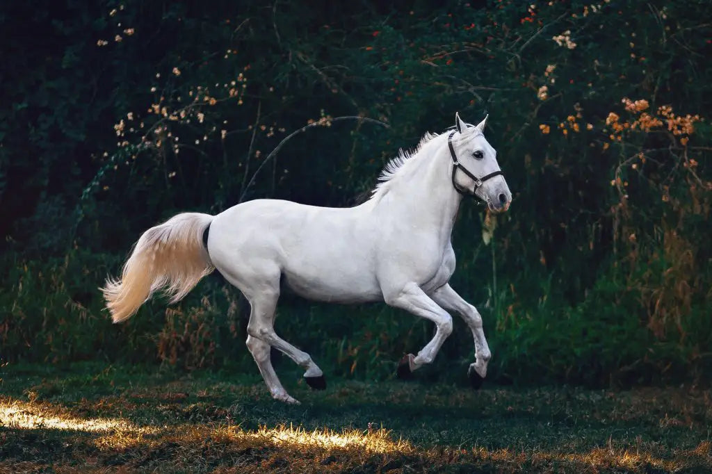 paarden-extensions-verzorging